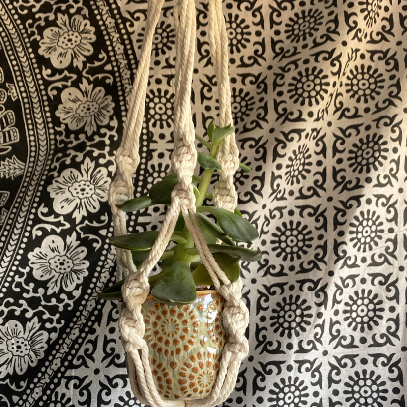 Hanging potted Woolly Rose plant in a macrame holder against a patterned background.