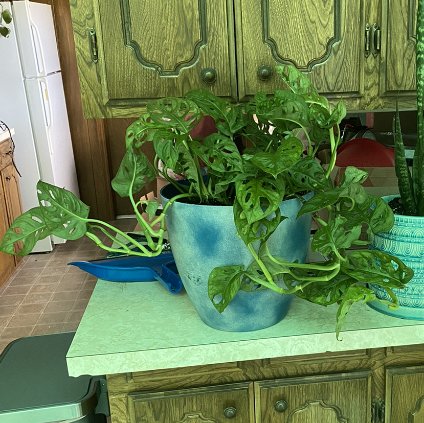 Swiss Cheese Vine plant photo by Corie named Heidi on Greg, the plant care app.