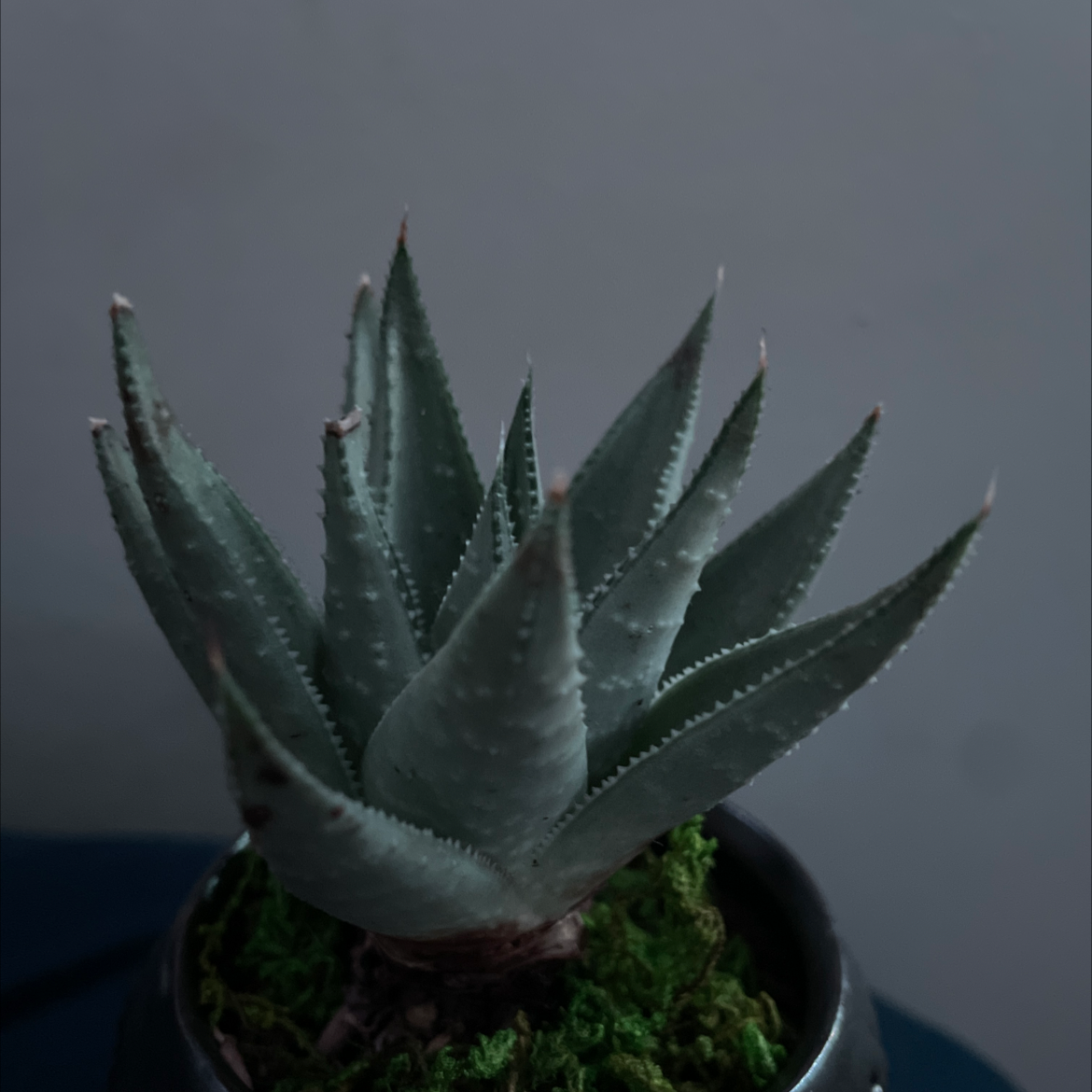 Zebra Plant plant photo by Gage named Sigmund on Greg, the plant care app.