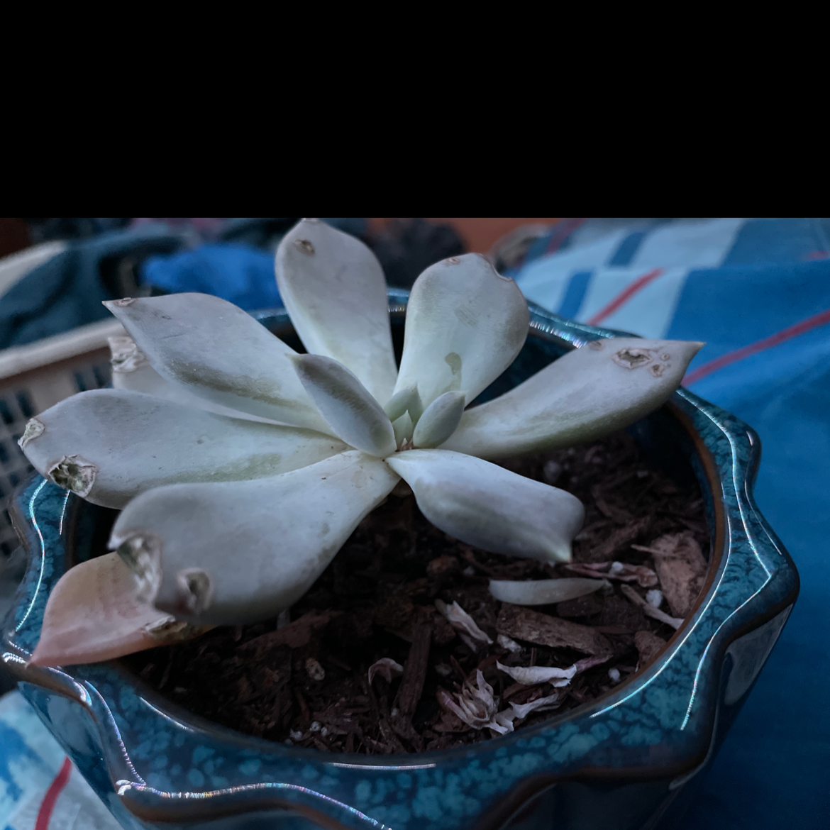 Ghost Plant plant photo by Gage named Gregarious on Greg, the plant care app.