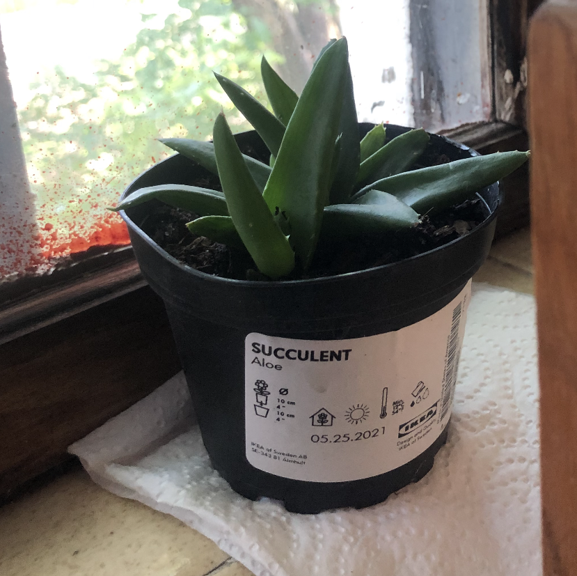 Aloe vera plant photo by @Mochibana named Ivan on Greg, the plant care app.
