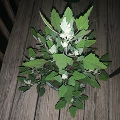 Lateflowering goosefoot plant
