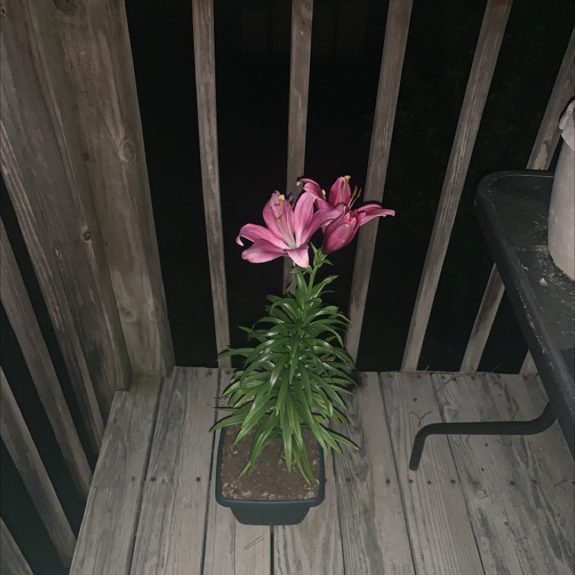 Potted Peruvian-Lily with pink flowers on a wooden deck, well-framed and healthy.