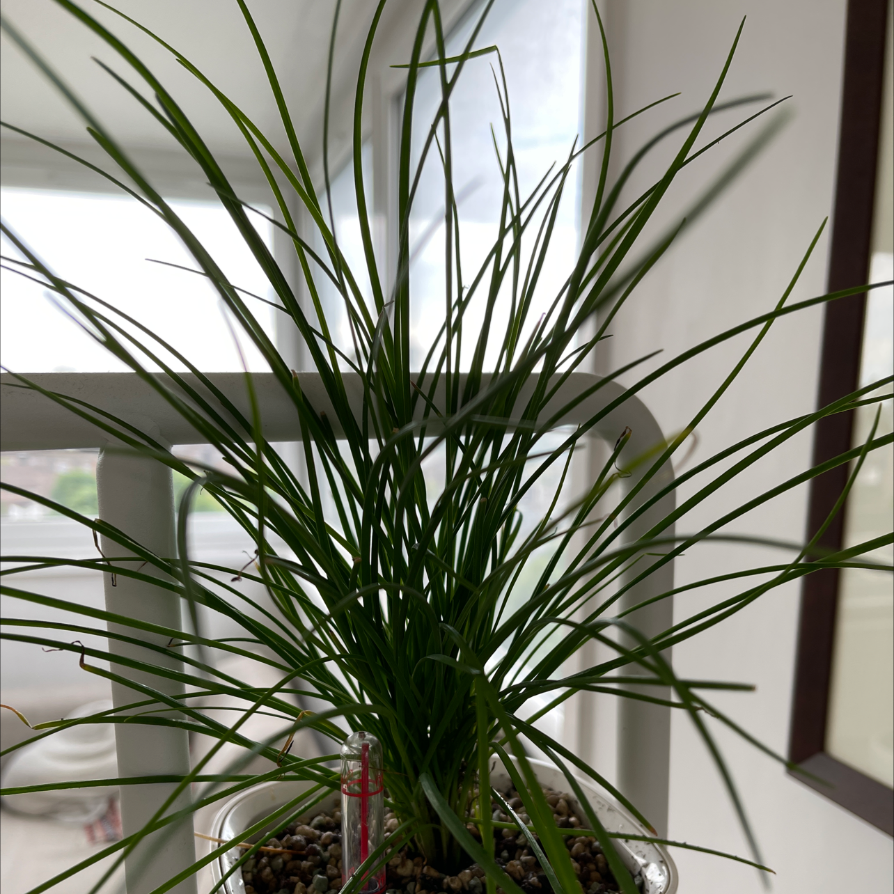 Healthy Chinese Chives plant with long, slender green leaves in a pot.