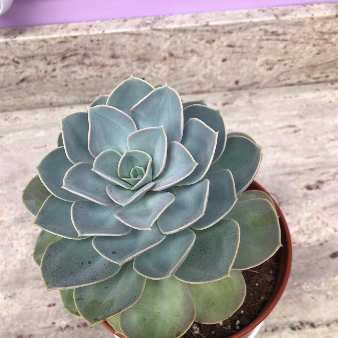 Echeveria Elegans plant photo by Sarah named Leo on Greg, the plant care app.