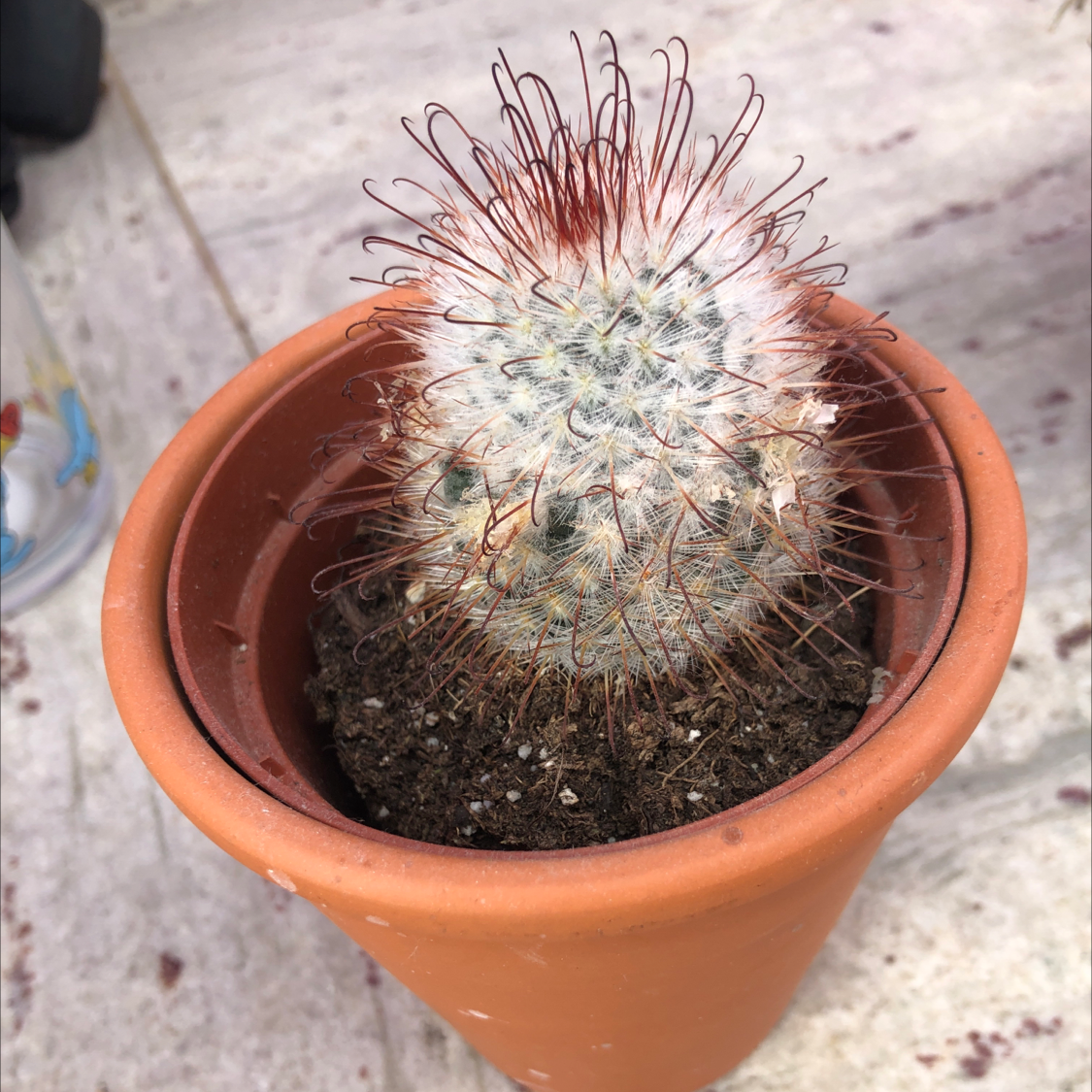 Potted Twin Spined Cactus with visible soil, well-framed and in focus.