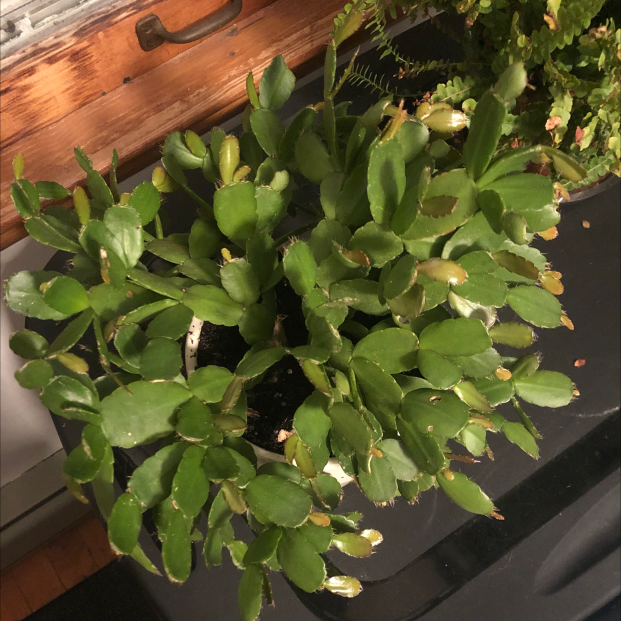 Healthy Easter Cactus with green, segmented leaves in a pot.