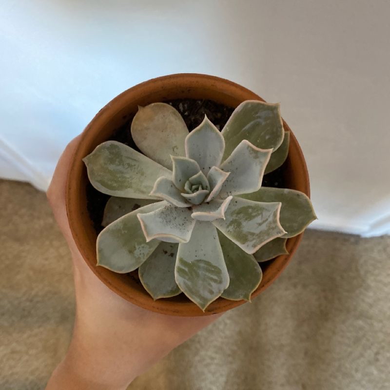 Top view of a healthy potted Ghost Plant (Graptopetalum paraguayense) held by a hand.