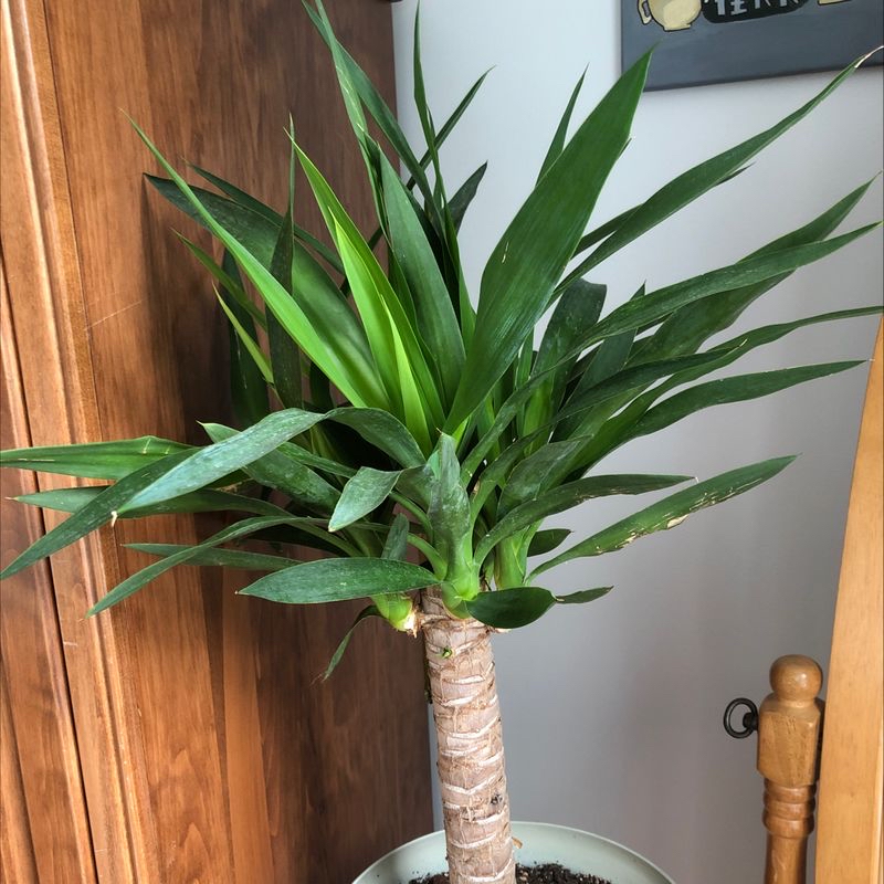 Healthy, thriving Yucca plant with vibrant green sword-shaped leaves radiating from a central stem, in a woven fiber wrap.