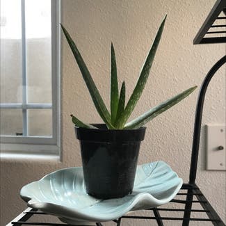 Aloe Vera plant in Los Angeles, California