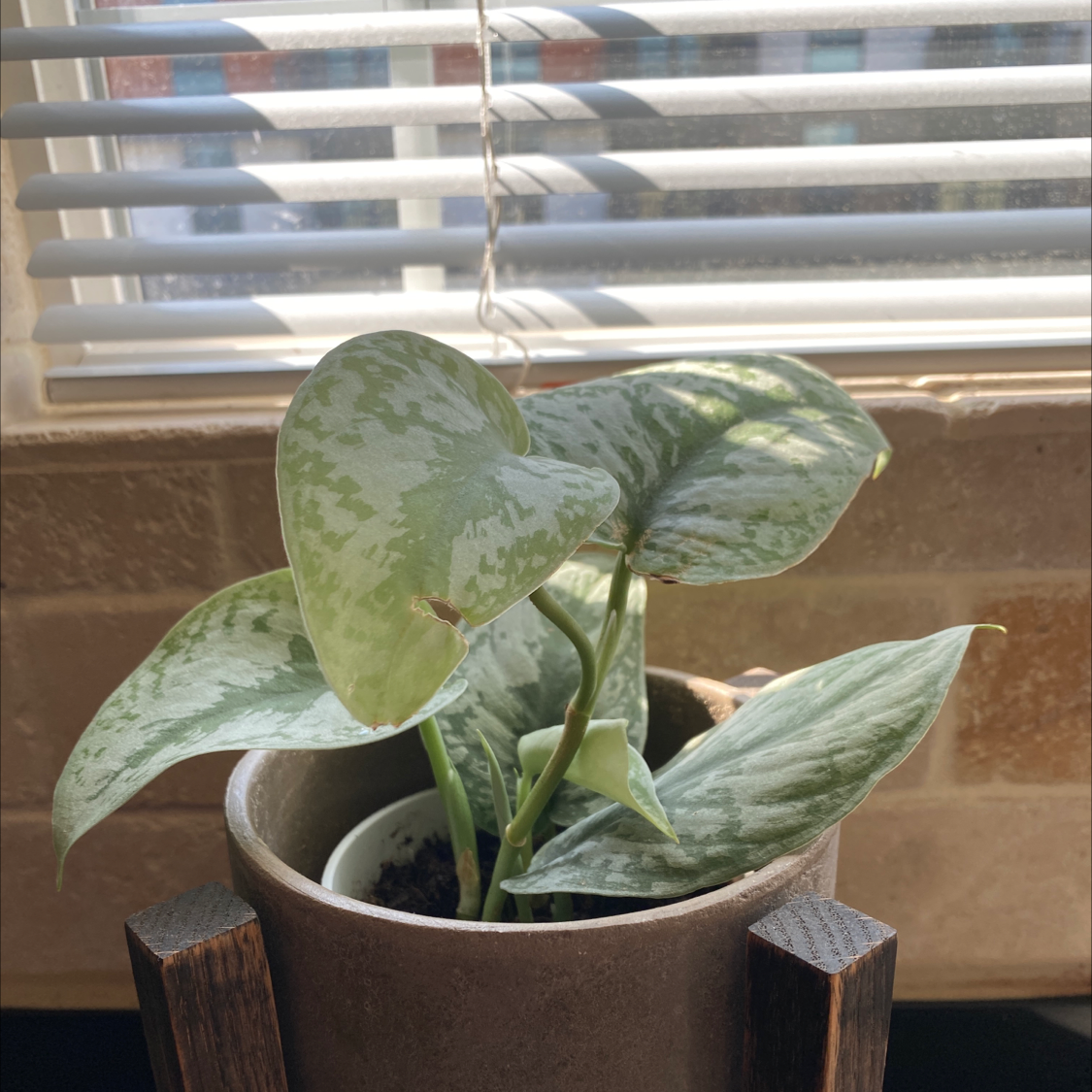 Healthy Satin Pothos plant with vibrant variegated heart-shaped leaves in a brown ceramic pot on a windowsill.