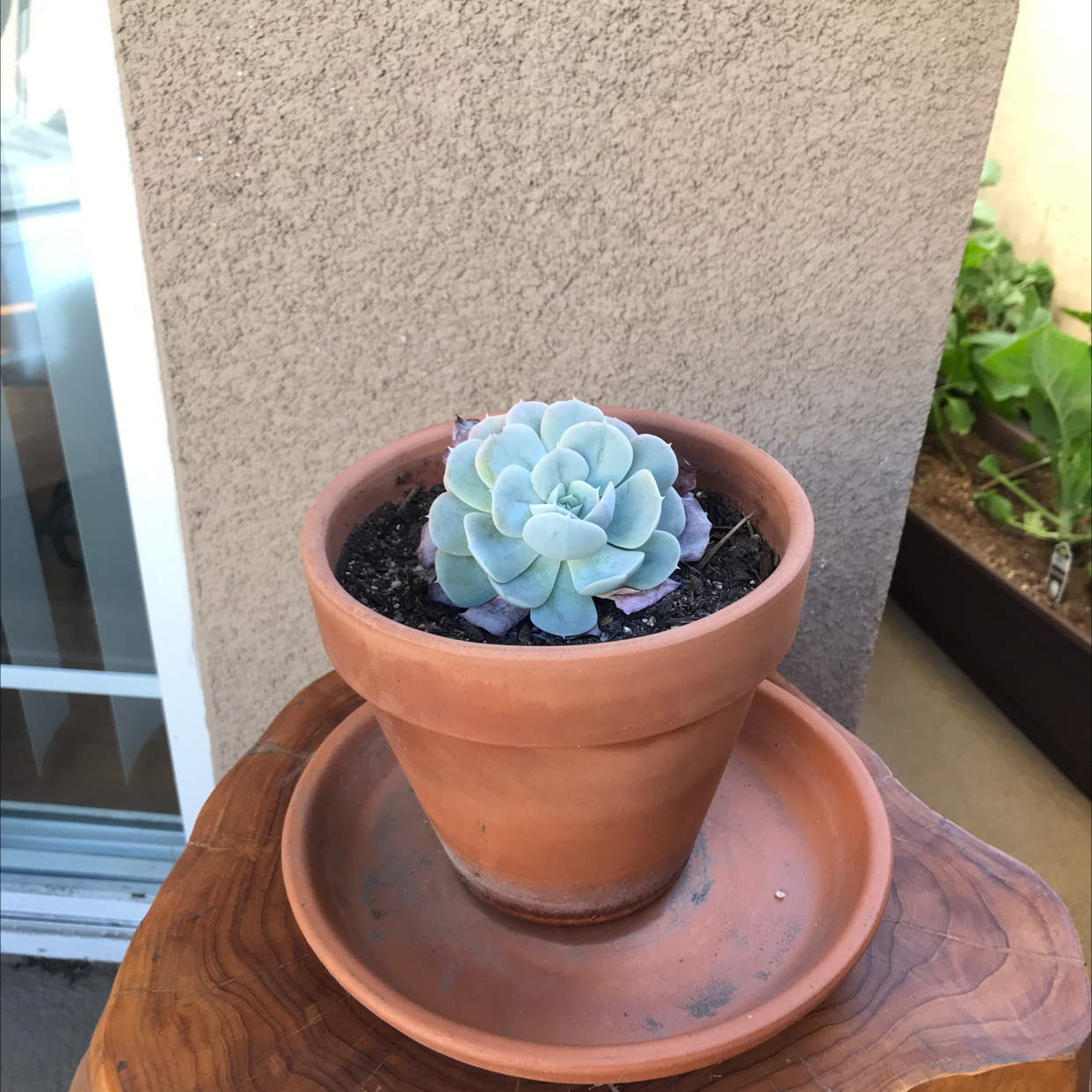 Pearl Echeveria plant in a terracotta pot on a wooden surface, with a window and another plant in the background.