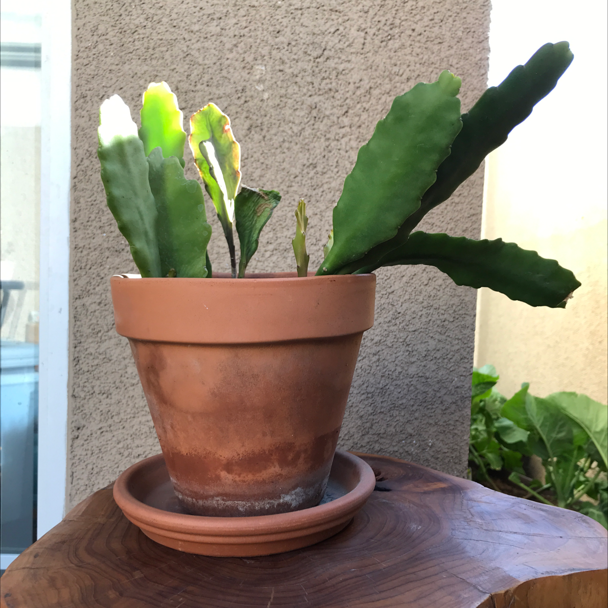 Potted Dutchman's Pipe Cactus with slight yellowing on some leaves, placed on a wooden surface.