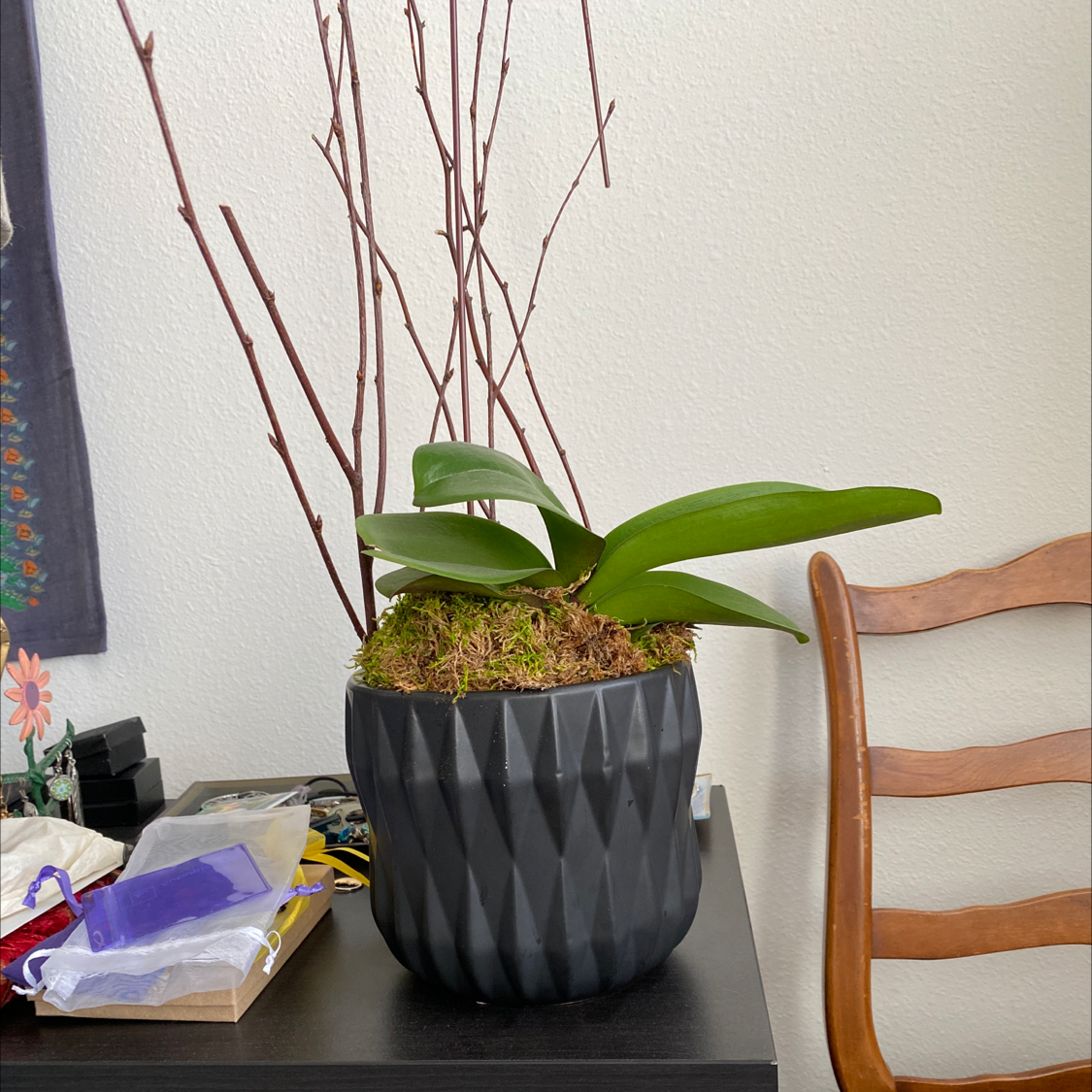 Phalaenopsis Orchid in a black pot with healthy green leaves, placed on a table.