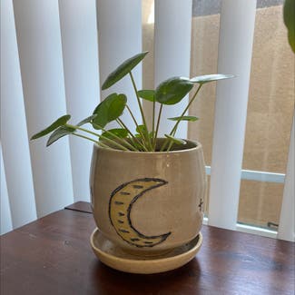 Chinese Money Plant plant in Los Angeles, California
