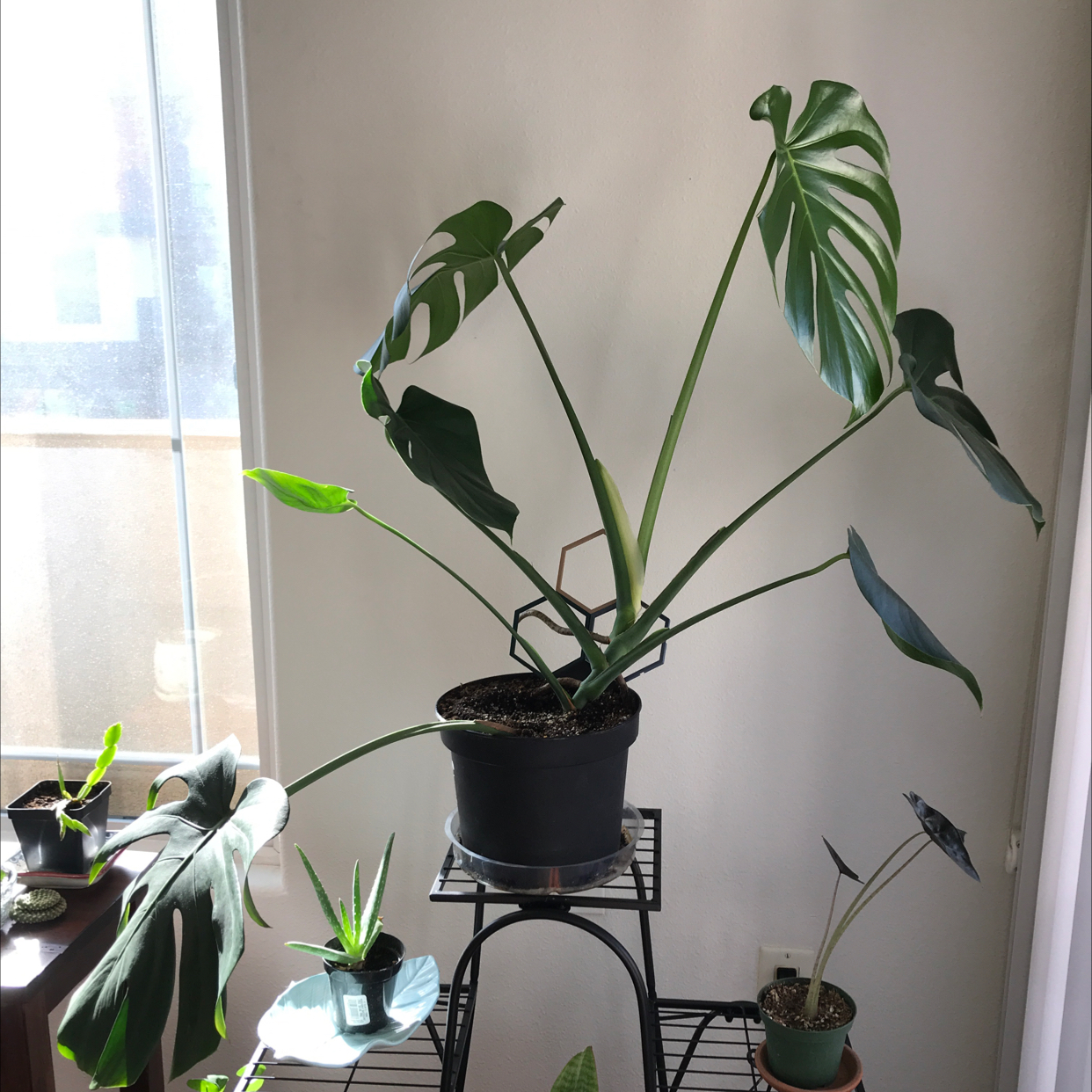 Healthy Monstera deliciosa plant with large, glossy green leaves growing in a black pot on a metal rack.