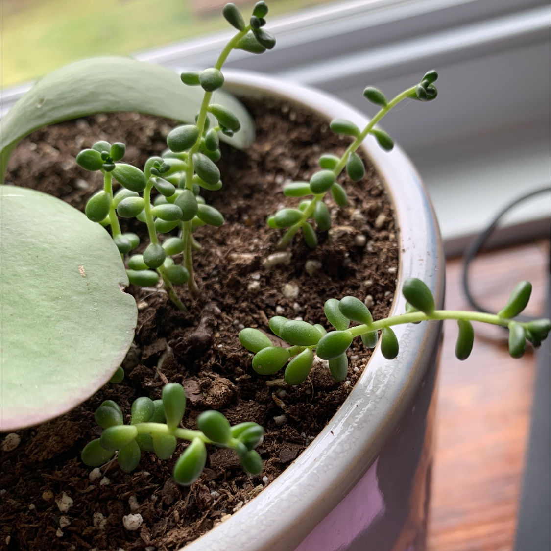 Jelly Bean Plant in a pot with visible soil, healthy green leaves, well-framed and focused.