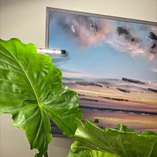 Jewel Alocasia plant in Somewhere on Earth