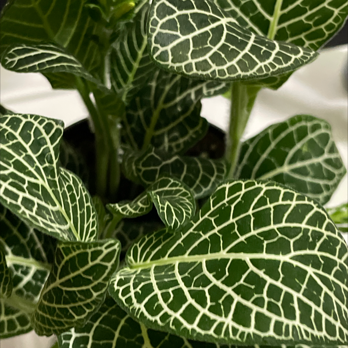 Nerve Plant plant photo by @Meifong24 named Nirvana on Greg, the plant care app.