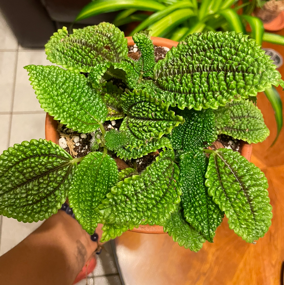 Photo of the plant species Friendship Plant by @Meifong24 named Luna on Greg, the plant care app