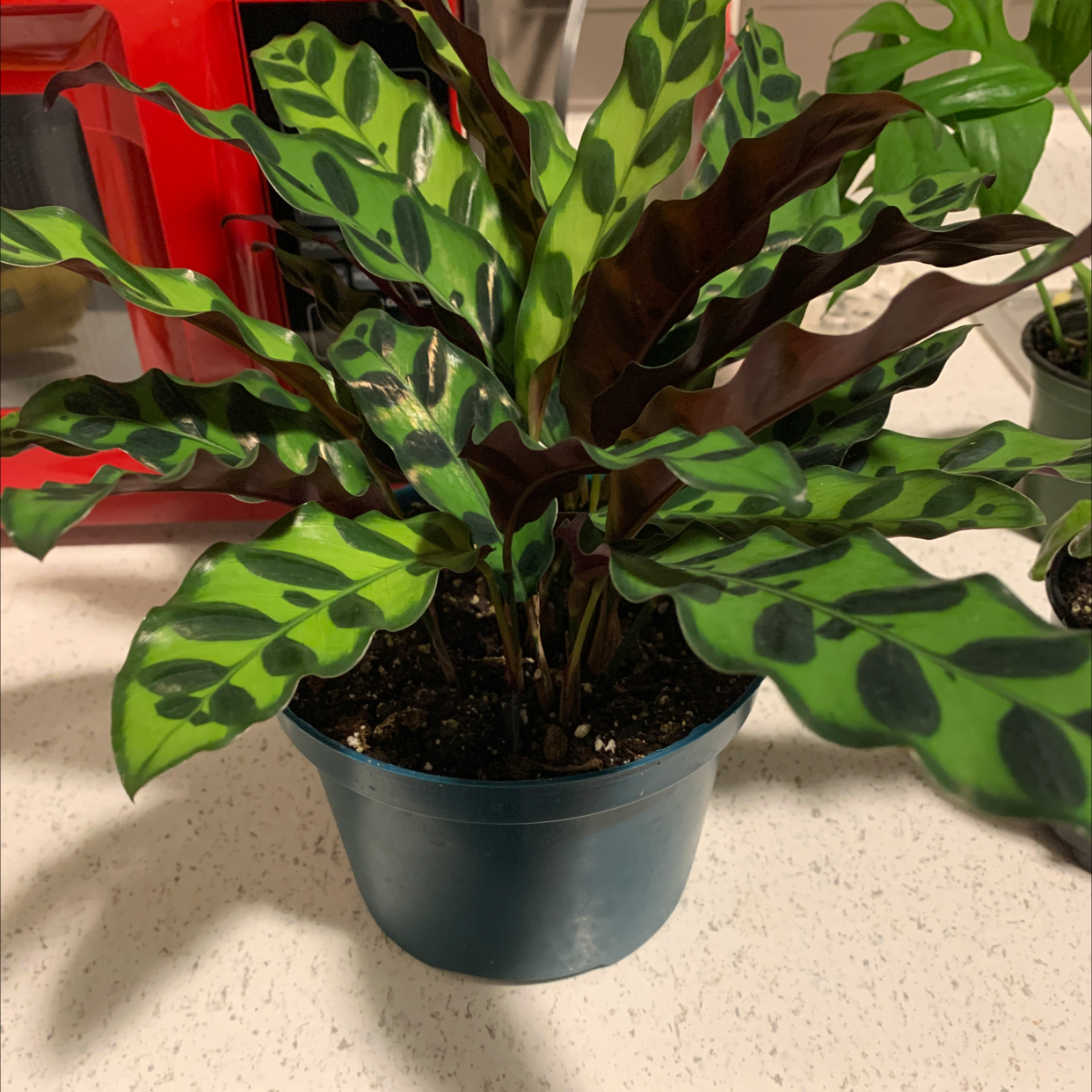 Rattlesnake Plant (Calathea lancifolia) in a blue pot with vibrant patterned leaves.