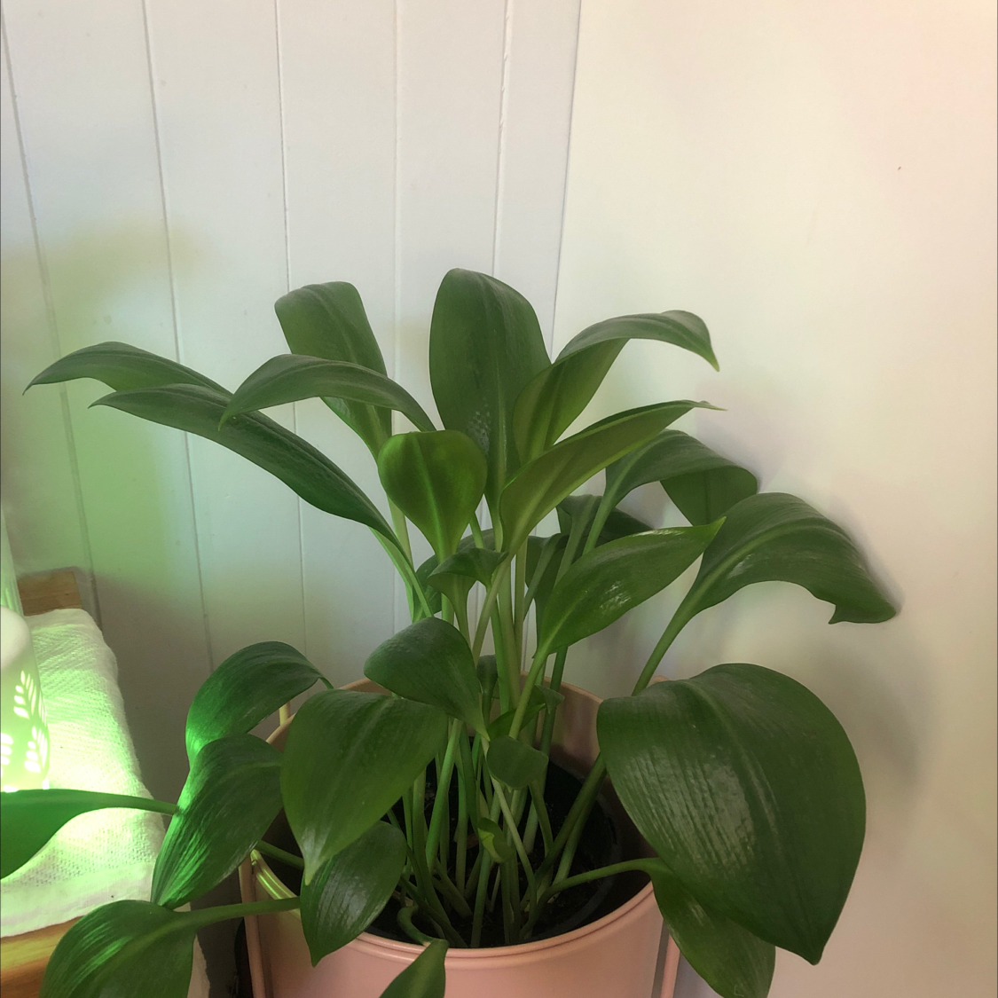 Photo of the plant species Urceolina amazonica by Naomi named Arianna on Greg, the plant care app