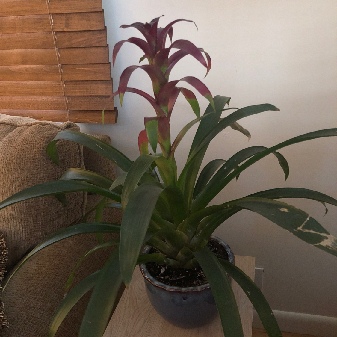 Healthy Droophead Tufted Airplant with long, arching leaves transitioning from dark green to deep reddish-purple, in a small pot by a window.