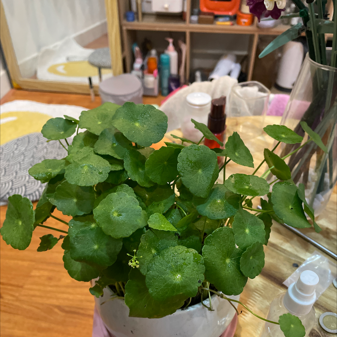 Healthy Manyflower Marshpennywort plant in a white pot with green leaves.