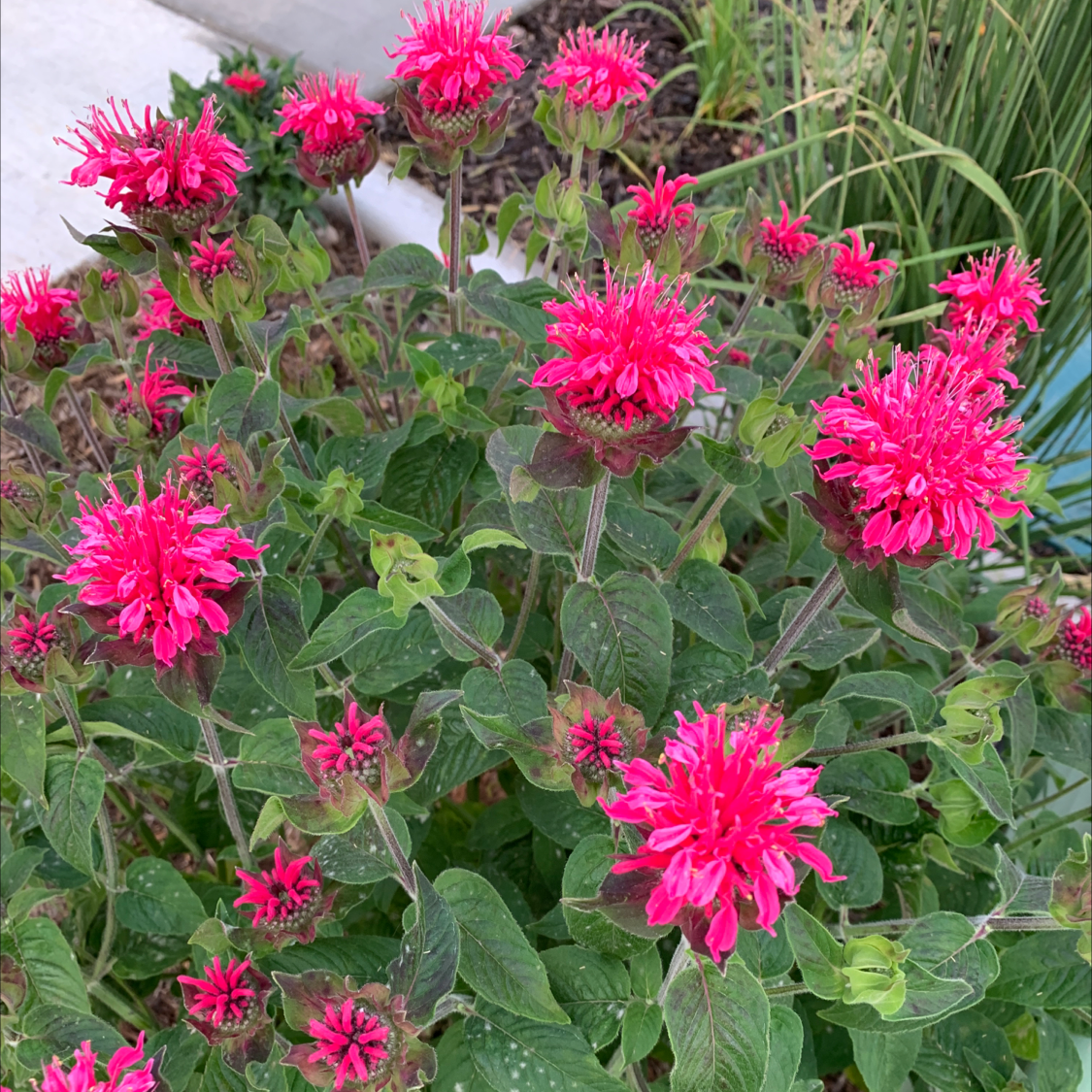 Scarlet Beebalm plant with vibrant pink flowers and mostly healthy leaves.