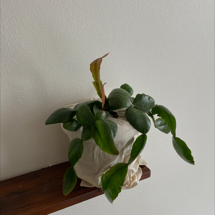 Photo of the plant species Rhipsalis pachyptera by 유미 named Rhipsalis platycarpa on Greg, the plant care app