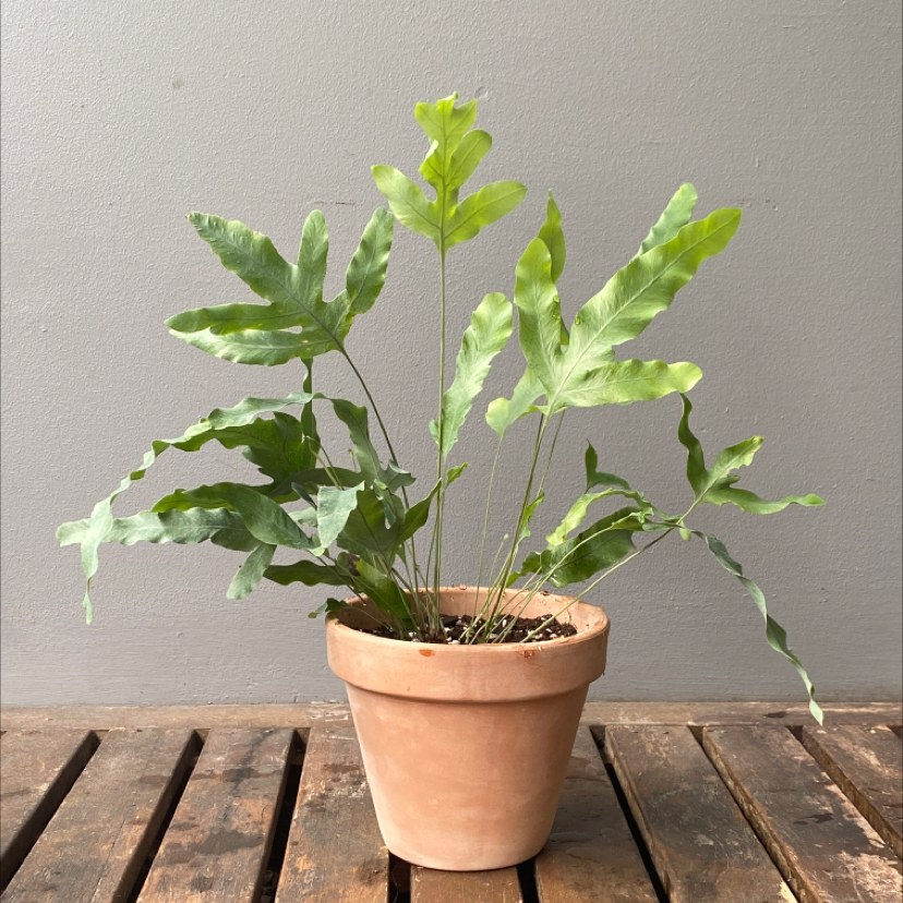 Photo of the plant species Blue Star Fern by 유미 named Phlebodium on Greg, the plant care app