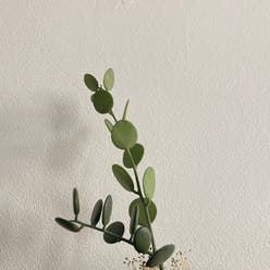 Silver Dollar Vine plant