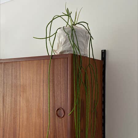 Photo of the plant species Rhipsalis puniceodiscus by 유미 named Rhipsalis puniceodiscus on Greg, the plant care app