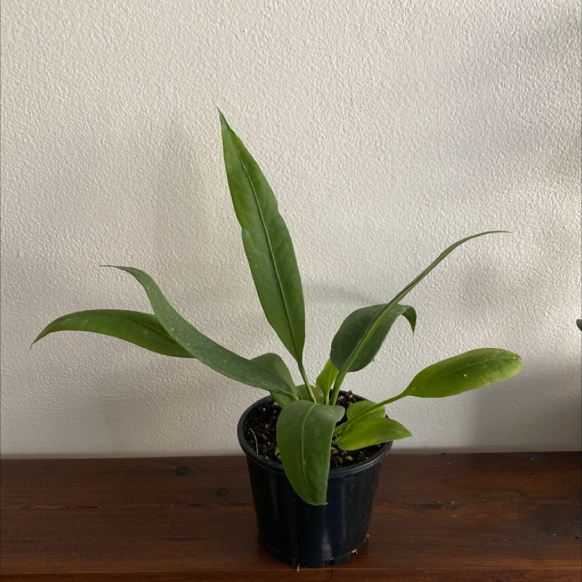 Potted Anthurium vittariifolium with long, narrow green leaves against a plain wall.
