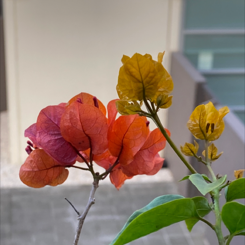 Lesser Bougainvillea with vibrant orange and yellow bracts, some yellowing leaves.
