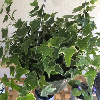 English Ivy plant in Rio Rancho, New Mexico