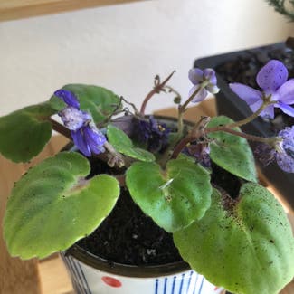 African Violet plant in Rio Rancho, New Mexico