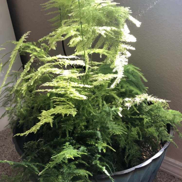Healthy Asparagus Fern plant with lush green feathery foliage growing in a black plastic pot, well-framed photo.