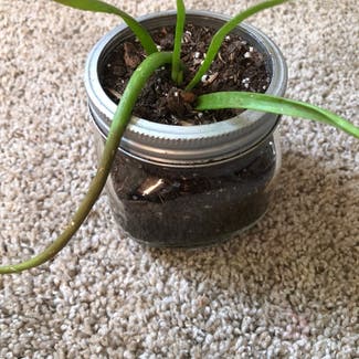 Aloe vera plant in Rio Rancho, New Mexico