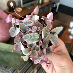 Variegated String of Hearts plant