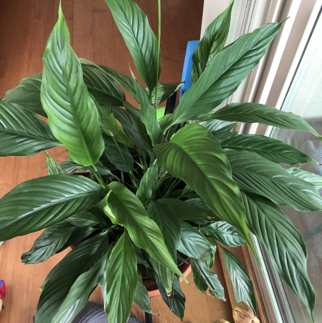 Peace Lily plant photo by @ccaussyn named Harry on Greg, the plant care app.