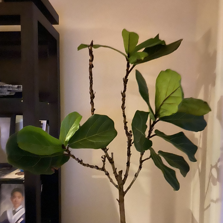 Fiddle Leaf Fig plant photo by G named Figaro (Fiddly) on Greg, the plant care app.