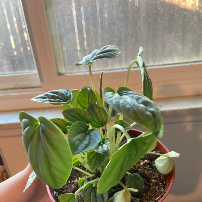 Silver Ripple Peperomia plant in a small pot with vibrant green leaves, held by a hand.