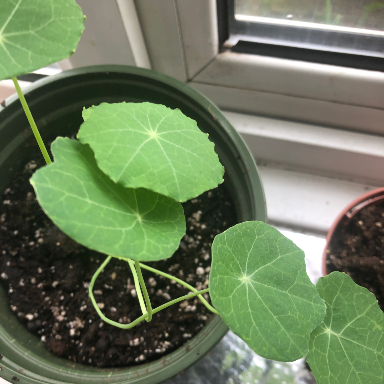 Potted Garden Nasturtium plant with healthy green leaves near a window.
