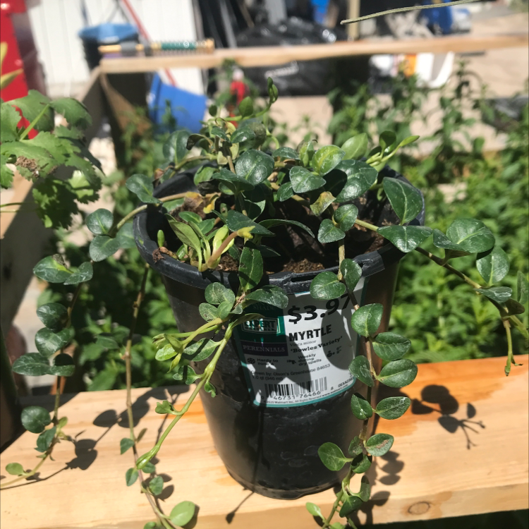 Potted Lesser Periwinkle plant with glossy green leaves, well-framed and in focus.