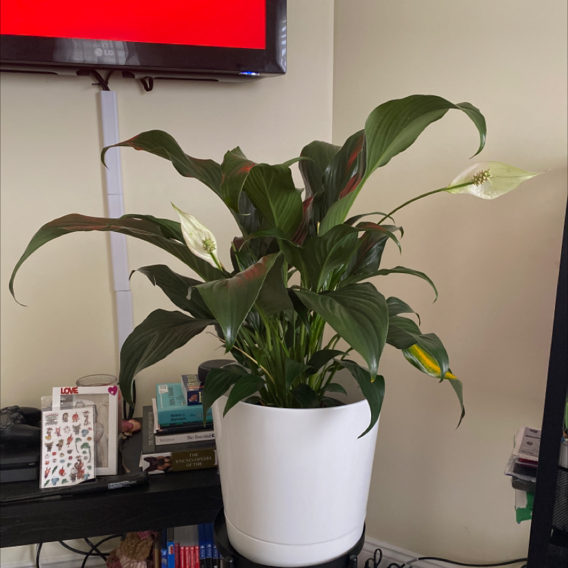 Peace Lily plant photo by Teea✨ named Linus the III on Greg, the plant care app.