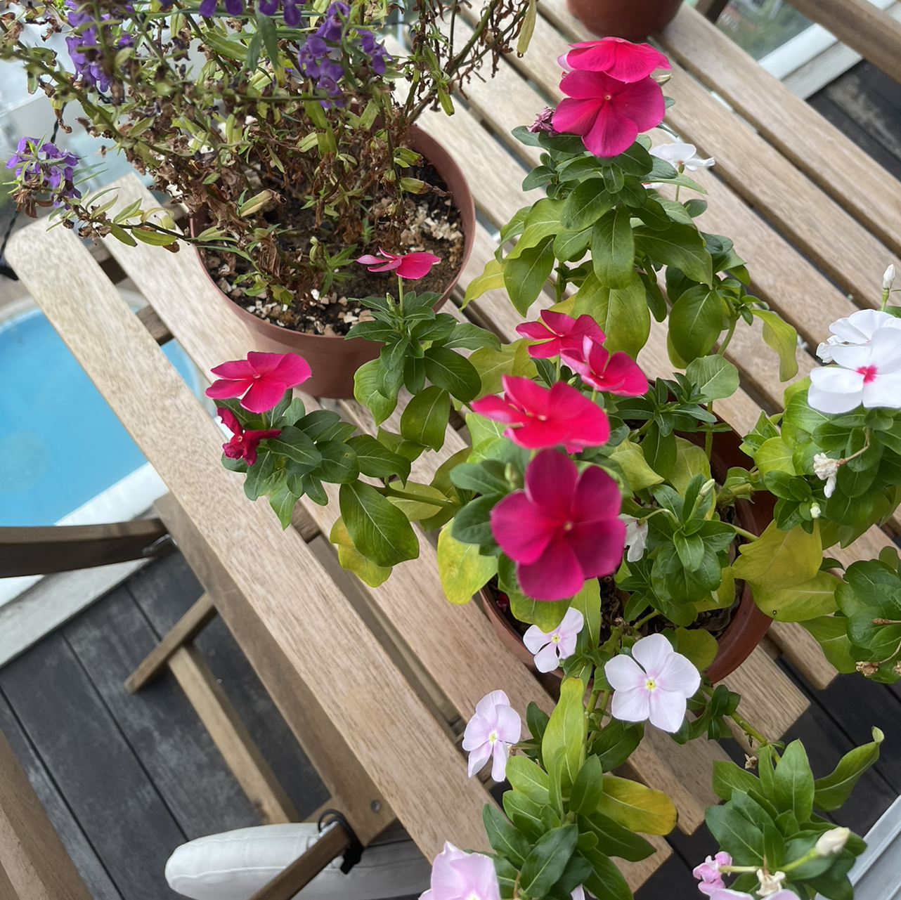 Bright Eyes plant with pink and white flowers on a wooden table, some leaves yellowing.