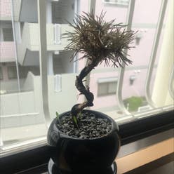Japanese black pine plant