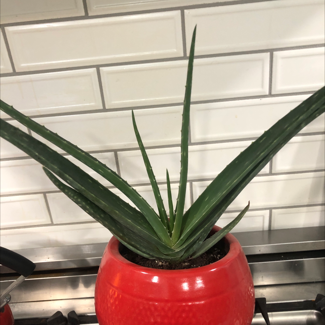 Cylindrical Snake Plant in a red pot with green, upright leaves.
