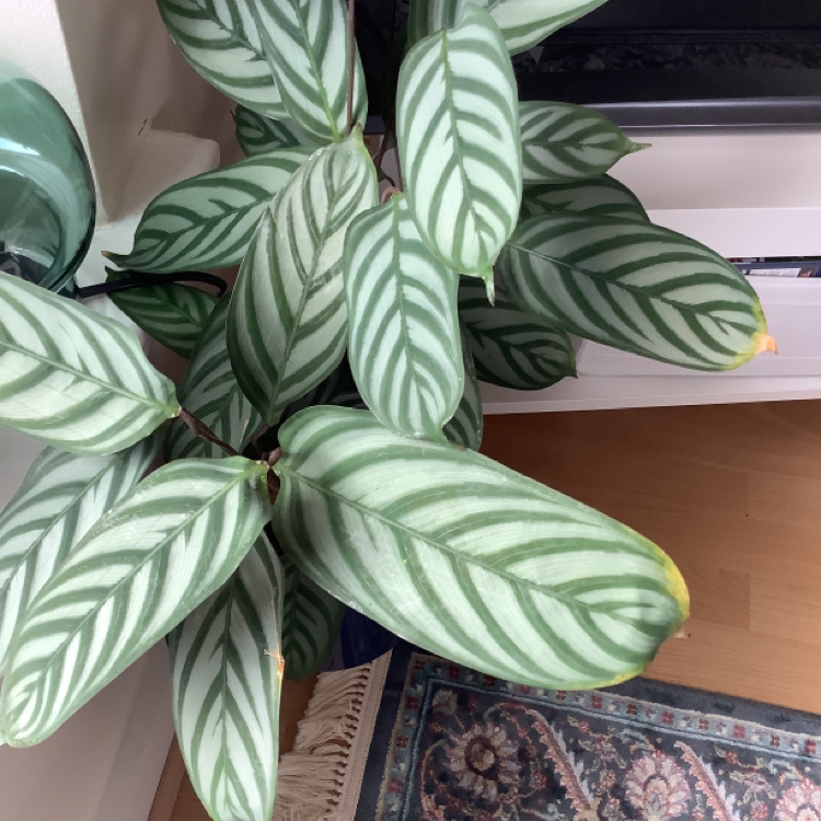 Photo of the plant species Never Never Ctenanthe by Amy named Your plant on Greg, the plant care app